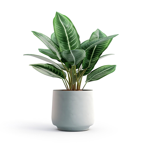 Home house plant