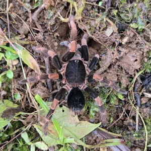 Home abdomegaphobema mesomelas (costa rican red leg)