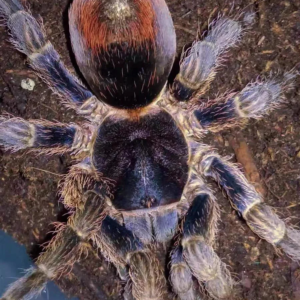 Antikuna sp 'Fire Circle' (Andes Fire Circle)