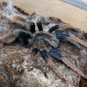 Coremiocnemis hoggi (Malaysian Purple Femur)