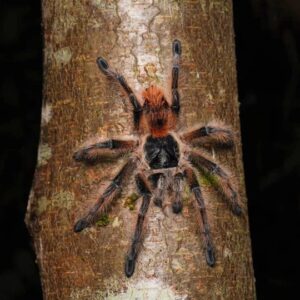 phrixotrichus vulpinus (chilean ocelot)