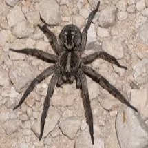 Home hogna carolinensis (carolina wolf spider) 2 3" female