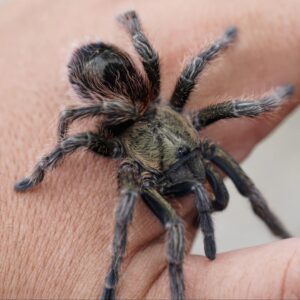 Euathlus manicatus 'Green'