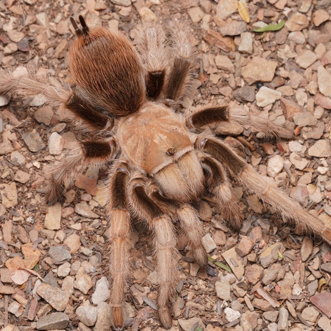aphonopelma chalcodes (arizona blonde) aphonopelma chalcodes (arizona blonde)