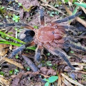 cyriocosmus sp 'cereza' (cherry dwarf)