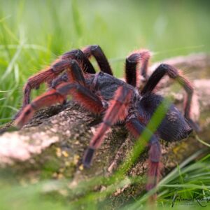 Grammostola anthracina (Tawny Red)