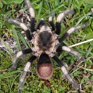 Hapalotremus major (Urubamba Giant)