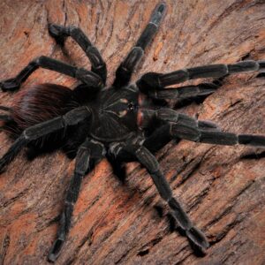 Pamphobeteus sp 'Cascada' (Cascada Birdeater)