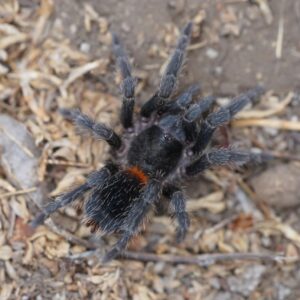 Homoeomma chilense (Chilean Flame)