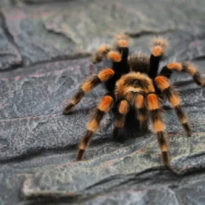 Brachypelma smithi (Giant Mexican Red Knee) 1"