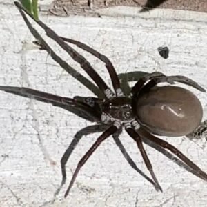 Kukulkania hibernalis (Southern House Spider) 1-2"