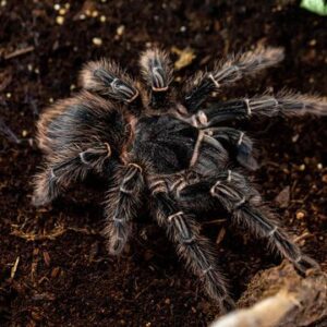 Lasiodora parahybana (Salmon Pink Bird-Eater)