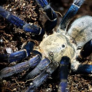 Cyriopagopus lividus (Cobalt Blue)