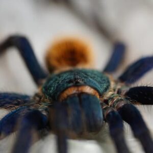 Chromatopelma cyaneopubescens (Green Bottle Blue)