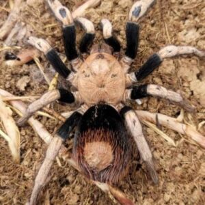 Hapalotremus sp 'Puma'