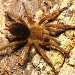 Home Pseudhapalopus sp 'Gitan'