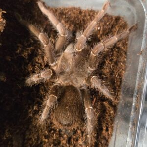 spinosatibiapalpus sp 'bolivar'