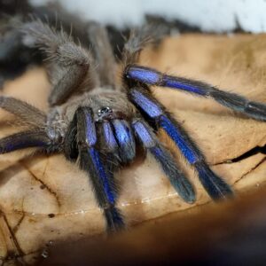 chilobrachys natanicharum (electric blue earth tiger)
