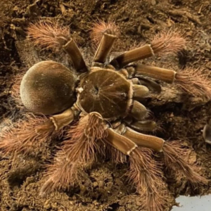 Theraphosa blondi (Goliath Birdeater)