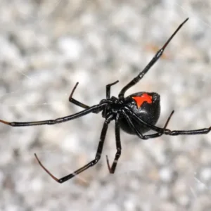 Latrodectus hesperus (Western Black Widow) SAF/AF