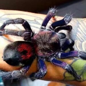 Home Antikuna sp 'Fenix' (Andes Purple Flame)