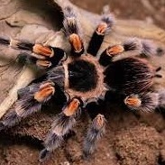 brachypelma hamorii (mexican red knee)