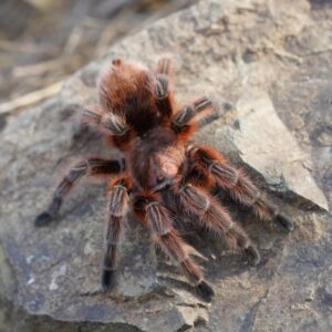 Grammostola rosea 'RCF' (Chilean Red-Rose Hair)