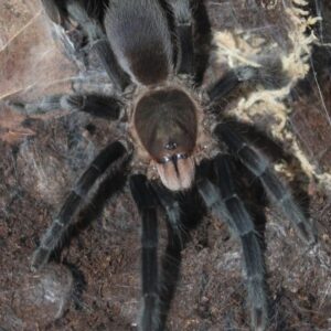 Selenocosmiinae sp 'Albognathus' (Borneo Black Leg)