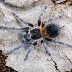 Homoeomma orellanai (Chilean Yellow Flame)