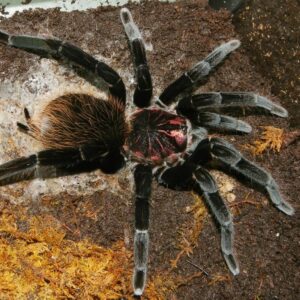 xenesthis immanis (colombian lesserblack)