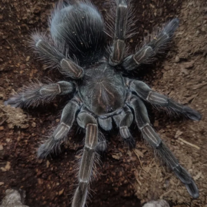 Pamphobeteus sp 'Flammifera' (Flame-Bearing Bird Eater)