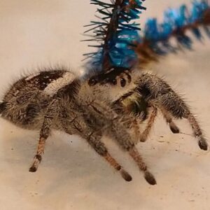 Phidippus regius (Regal Jumping Spider) SUB-ADULT