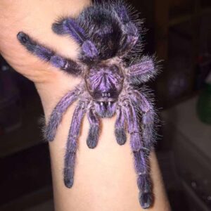 Avicularia purpurea (Purple Pink Toe)