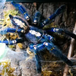 Poecilotheria metallica (Gooty Sapphire Ornamental)