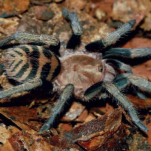 Home Anqasha picta (Anqasha Tiger Rump)