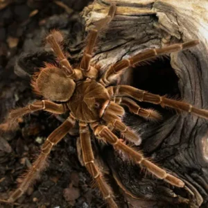 Theraphosa stirmi (Burgundy Goliath)